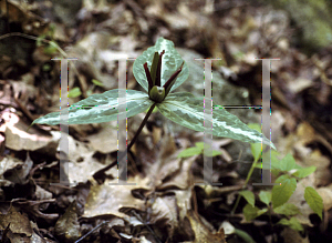 Picture of Trillium decumbens 