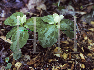 Picture of Trillium discolor 