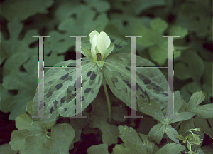 Picture of Trillium discolor 