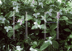 Picture of Trillium grandiflorum 