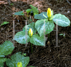 Picture of Trillium luteum 