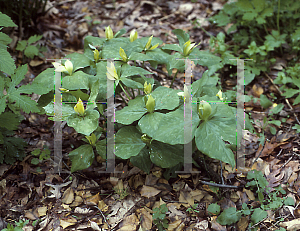 Picture of Trillium luteum 