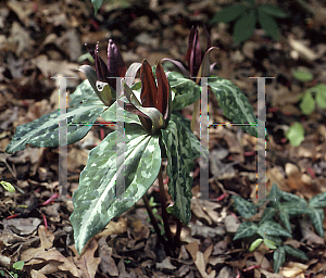 Picture of Trillium reliquum 