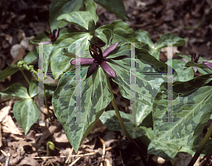 Picture of Trillium stamineum 