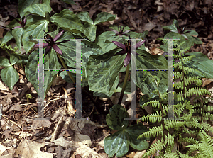 Picture of Trillium stamineum 