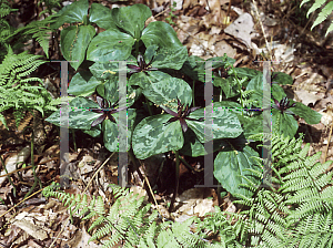 Picture of Trillium stamineum 