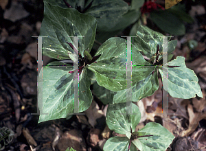 Picture of Trillium stamineum 