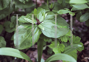 Picture of Trillium viride 