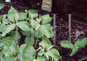 Picture of Trillium viride 