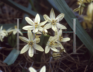 Picture of Triteleia ixioides 'Starlight'