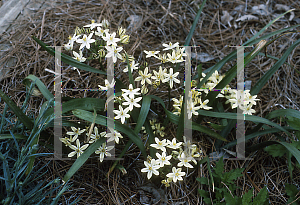 Picture of Triteleia ixioides 'Starlight'