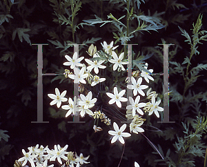 Picture of Triteleia ixioides 'Starlight'