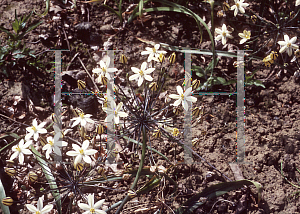 Picture of Triteleia ixioides 'Starlight'