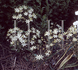 Picture of Triteleia ixioides 'Starlight'