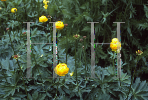 Picture of Trollius europaeus 