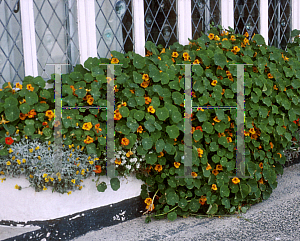 Picture of Tropaeolum majus 