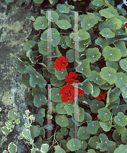 Picture of Tropaeolum majus 'Red Wonder'