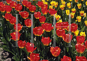 Picture of Tulipa x 'Orange Bowl'