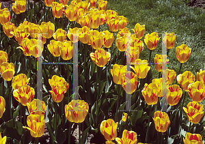 Picture of Tulipa x 'Olympic Flame'