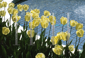 Picture of Tulipa x 'Fringed Elegance'