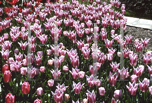 Picture of Tulipa x 'Ballade'