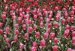 Picture of Tulipa x 'Christmas Dream'