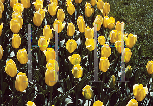 Picture of Tulipa x 'Big Smile'