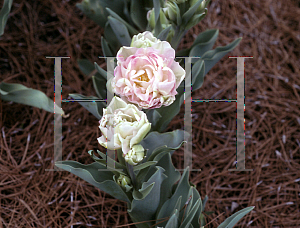 Picture of Tulipa  'Angelique'