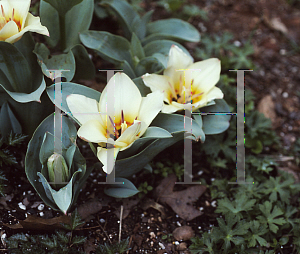 Picture of Tulipa x 'Albion Star'