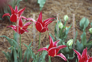 Picture of Tulipa x 'Alladin'