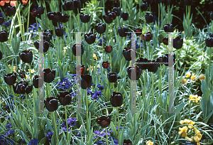 Picture of Tulipa x 'Queen of Night'