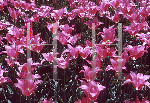 Picture of Tulipa x 'Peerless Pink'