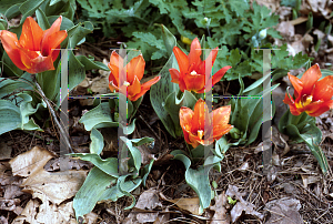 Picture of Tulipa kaufmanniana 