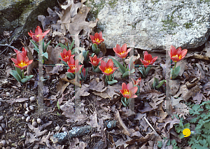 Picture of Tulipa kaufmanniana 