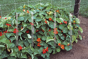 Picture of Tropaeolum majus 'Park's Fragrant Giants'