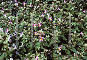 Picture of Torenia fournieri 'Clown Burgurdy'