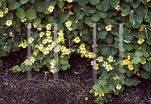 Picture of Tropaeolum majus 'Moonlight'