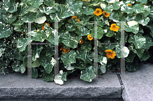 Picture of Tropaeolum majus 'Whirlybird'