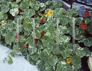 Picture of Tropaeolum majus 'Alaska'