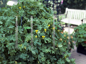 Picture of Tropaeolum peregrinum 