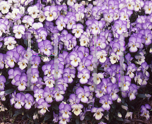 Picture of Viola cornuta 'Sorbet Coconut Swirl'