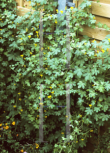 Picture of Tropaeolum peregrinum 