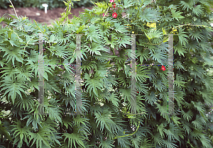 Picture of Ipomoea x multifida 