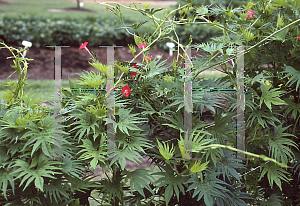 Picture of Ipomoea x multifida 