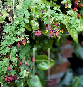 Picture of Tropaeolum tricolorum 