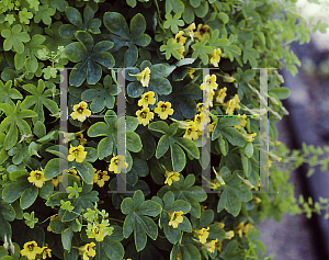 Picture of Tropaeolum tuberosum 'Ken Aslet'