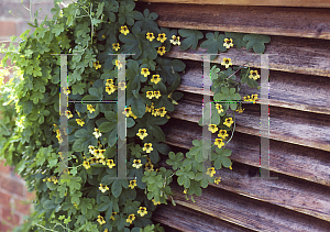 Picture of Tropaeolum tuberosum 'Ken Aslet'