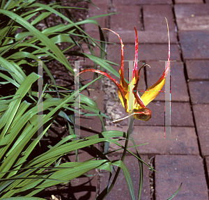 Picture of Tulipa acuminata 