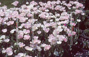 Picture of Tulipa  'Angelique'