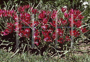 Picture of Tulipa aucheriana 